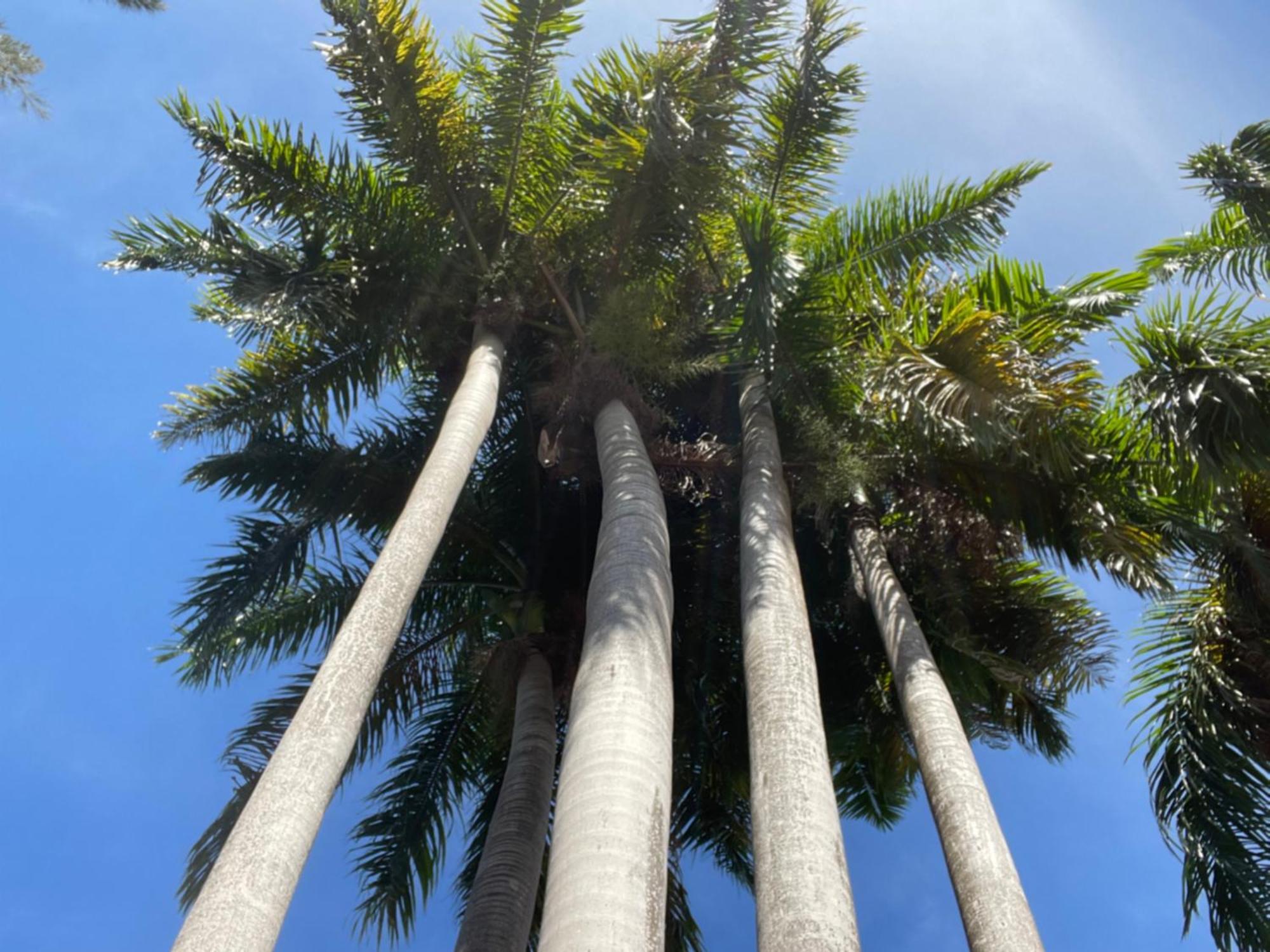 Peaceful Palms Montego Bay酒店 外观 照片